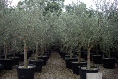 Olea europea 